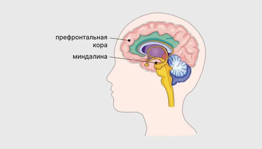 префронтальная кора мозга