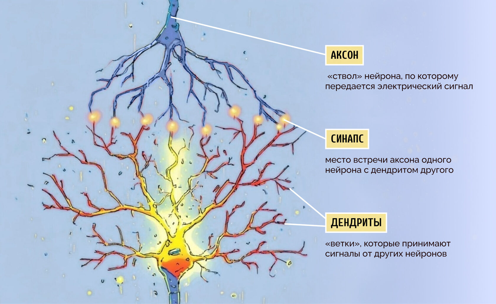 процесс нейропластичности